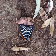 Comocrus behri (Mistletoe Day Moth) at Namadgi National Park - 9 Dec 2019 by KMcCue