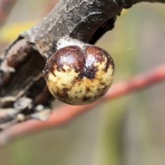 Cryptes baccatus (Wattle Tick Scale) at Scullin, ACT - 9 Dec 2019 by AlisonMilton