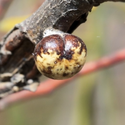 Cryptes baccatus (Wattle Tick Scale) at Scullin, ACT - 9 Dec 2019 by AlisonMilton