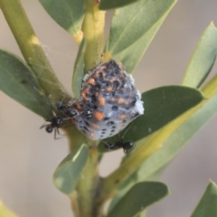 Icerya acaciae (Acacia mealy bug) at Scullin, ACT - 8 Dec 2019 by AlisonMilton