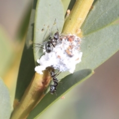 Iridomyrmex sp. (genus) (Ant) at Scullin, ACT - 8 Dec 2019 by AlisonMilton