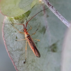 Rayieria acaciae at Scullin, ACT - 9 Dec 2019 09:23 AM