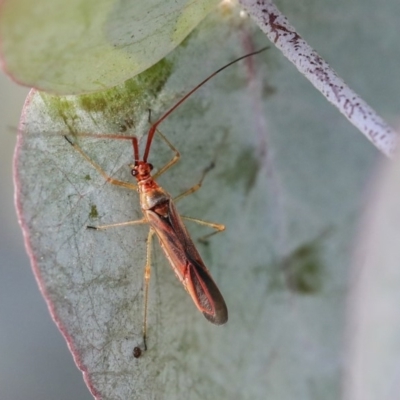 Rayieria acaciae (Acacia-spotting bug) at Scullin, ACT - 8 Dec 2019 by AlisonMilton