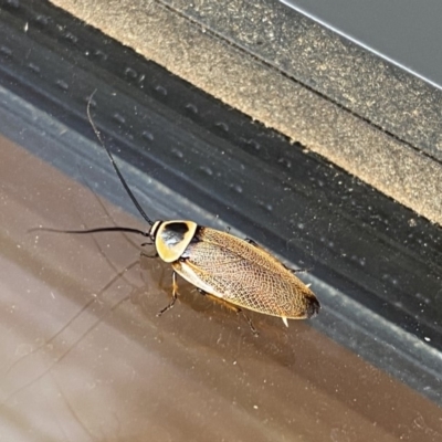 Ellipsidion australe (Austral Ellipsidion cockroach) at Wanniassa, ACT - 10 Dec 2019 by jks