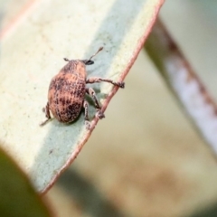 Haplonyx (genus) (Unidentified Haplonyx weevil) at Scullin, ACT - 9 Dec 2019 by AlisonMilton