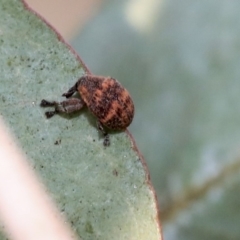 Haplonyx sp. (genus) at Scullin, ACT - 9 Dec 2019 09:34 AM