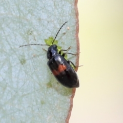 Monolepta minima (Leaf beetle) at Scullin, ACT - 9 Dec 2019 by AlisonMilton