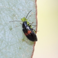 Monolepta minima (Leaf beetle) at Scullin, ACT - 8 Dec 2019 by AlisonMilton