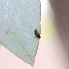 Monolepta minima at Scullin, ACT - 9 Dec 2019