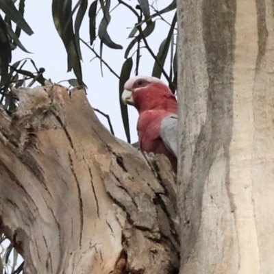 Eolophus roseicapilla (Galah) at Scullin, ACT - 9 Dec 2019 by AlisonMilton