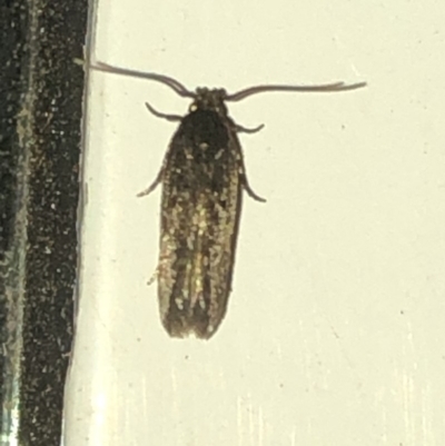Gelechioidea (superfamily) (Unidentified Gelechioid moth) at Aranda, ACT - 10 Dec 2019 by Jubeyjubes