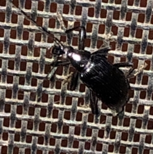 Tanychilus sp. (genus) at Aranda, ACT - 10 Dec 2019 08:05 PM