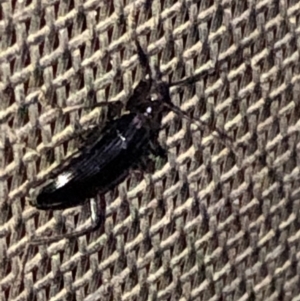 Tanychilus sp. (genus) at Aranda, ACT - 10 Dec 2019 08:05 PM