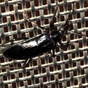 Tanychilus sp. (genus) at Aranda, ACT - 10 Dec 2019