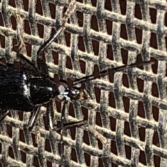 Tanychilus sp. (genus) at Aranda, ACT - 10 Dec 2019 08:05 PM