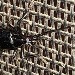 Tanychilus sp. (genus) at Aranda, ACT - 10 Dec 2019