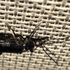 Tanychilus sp. (genus) at Aranda, ACT - 10 Dec 2019