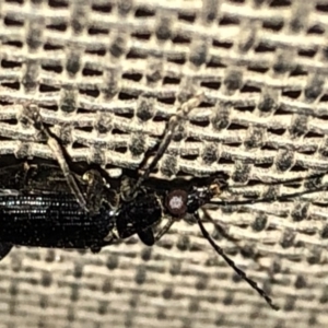 Tanychilus sp. (genus) at Aranda, ACT - 10 Dec 2019 08:05 PM