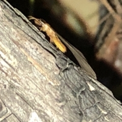 Termitoidae (informal group) (Unidentified termite) at Aranda, ACT - 9 Dec 2019 by Jubeyjubes