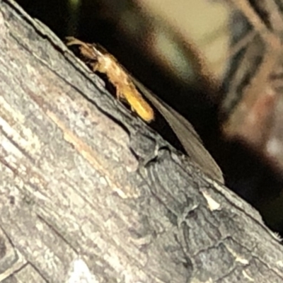 Termitoidae (informal group) (Unidentified termite) at Aranda, ACT - 9 Dec 2019 by Jubeyjubes