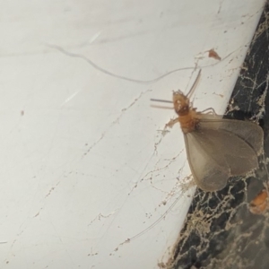 Termitoidae (informal group) at Aranda, ACT - 9 Dec 2019