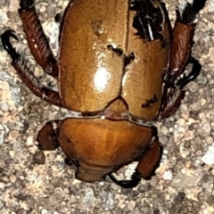Anoplognathus montanus (Montane Christmas beetle) at Aranda, ACT - 9 Dec 2019 by Jubeyjubes