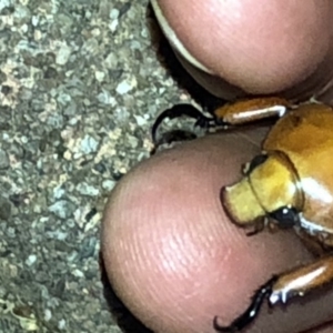 Anoplognathus montanus at Aranda, ACT - 9 Dec 2019