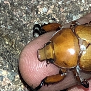 Anoplognathus montanus at Aranda, ACT - 9 Dec 2019