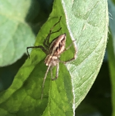 Oxyopes sp. (genus) (Lynx spider) at Aranda, ACT - 9 Dec 2019 by Jubeyjubes