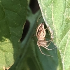 Oxyopes sp. (genus) at Aranda, ACT - 9 Dec 2019 06:16 PM