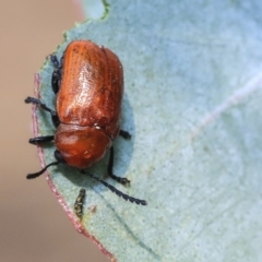 Aporocera (Aporocera) haematodes (A case bearing leaf beetle) at Scullin, ACT - 8 Dec 2019 by AlisonMilton