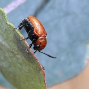 Aporocera (Aporocera) haematodes at Scullin, ACT - 9 Dec 2019 09:40 AM