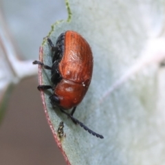 Aporocera (Aporocera) haematodes at Scullin, ACT - 9 Dec 2019