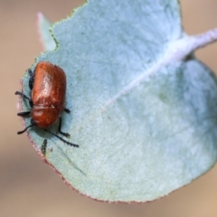 Aporocera (Aporocera) haematodes at Scullin, ACT - 9 Dec 2019