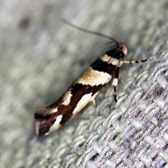 Macrobathra desmotoma ( A Cosmet moth) at O'Connor, ACT - 7 Dec 2019 by ibaird