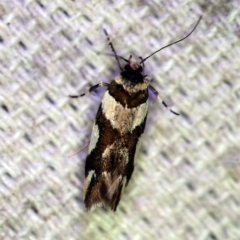 Macrobathra desmotoma at O'Connor, ACT - 7 Dec 2019 11:11 PM