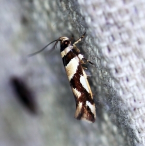 Macrobathra desmotoma at O'Connor, ACT - 7 Dec 2019 11:11 PM