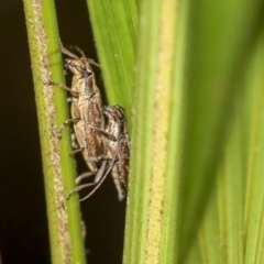 Temnosternus planiusculus (Longhorn beetle) at ANBG - 9 Dec 2019 by AlisonMilton