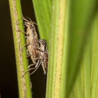 Temnosternus planiusculus (Longhorn beetle) at ANBG - 9 Dec 2019 by AlisonMilton