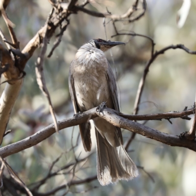Philemon corniculatus (Noisy Friarbird) at Mount Ainslie - 6 Dec 2019 by jb2602