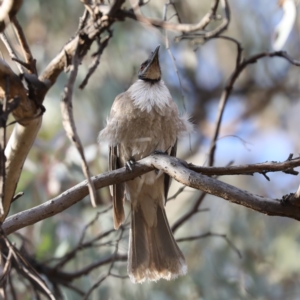 Philemon corniculatus at Ainslie, ACT - 6 Dec 2019 05:27 PM