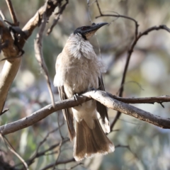 Philemon corniculatus at Ainslie, ACT - 6 Dec 2019 05:27 PM