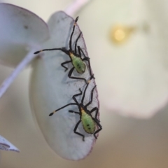 Amorbus (genus) (Eucalyptus Tip bug) at Scullin, ACT - 9 Dec 2019 by AlisonMilton