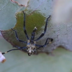 Amorbus sp. (genus) at Scullin, ACT - 9 Dec 2019