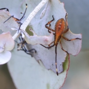 Amorbus sp. (genus) at Scullin, ACT - 9 Dec 2019