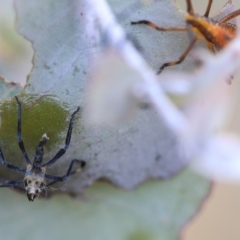 Amorbus sp. (genus) at Scullin, ACT - 9 Dec 2019