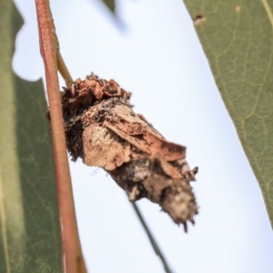 Psychidae (family) IMMATURE at Scullin, ACT - 8 Dec 2019 01:53 PM