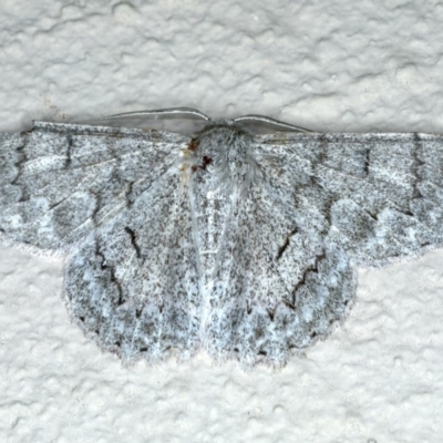 Crypsiphona ocultaria (Red-lined Looper Moth) at Ainslie, ACT - 6 Dec 2019 by jb2602