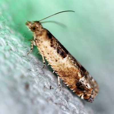 Crocidosema plebejana (Cotton Tipworm Moth) at O'Connor, ACT - 29 Oct 2019 by ibaird