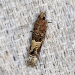 Crocidosema plebejana at O'Connor, ACT - 29 Oct 2019 11:46 PM